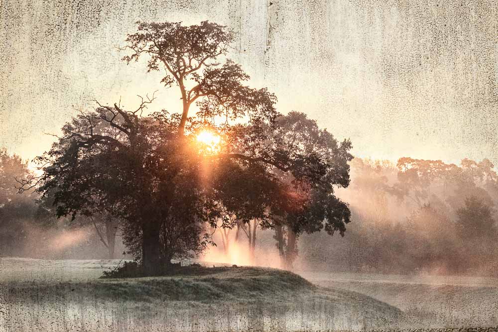 Baum im Morgennebel